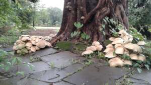 Fungi and Giant trees- interdependence