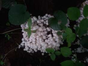 Fungi and giant trees-1