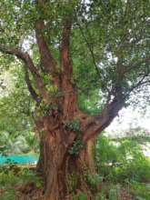 Giant tree of Jackfruit Sangameshwar