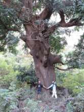 Mangifera indica-giant specimen