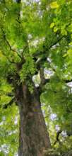 Giant Tamarind tree-breeding site of wetland bird