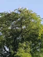 Giant Tamarind tree-breeding site of wetland bird