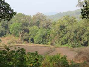 Giant trees in coffee agroforestry
