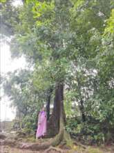 New custodians of Giant trees in the Western Ghats