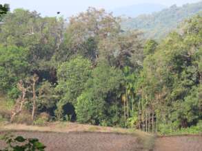 Giant trees in coffee agroforestry2