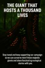 Giant tree with mushrooms and other life