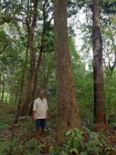 High value native timber giant