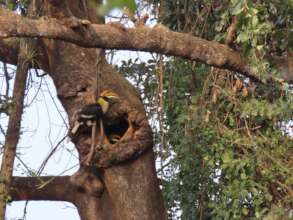 Successful nesting of Great hornbill on Giant tree