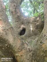 Natural cavities are important for hornbill nests