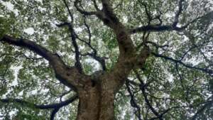 Giant  Terminalia-Mandangad