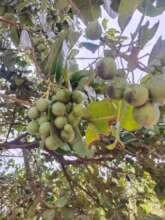 Finding the mother trees of Alexandrian laurel