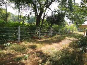 Protection of giant trees in Village Sangave-2