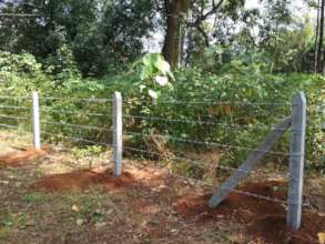 Protection of giant trees in Village Sangave-3
