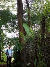 Mid sized tree of Terminalia bellirica