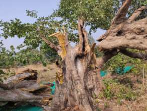 Broken tree of Terminalia bellirica-2