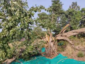 A broken giant tree of Terminalia bellirica