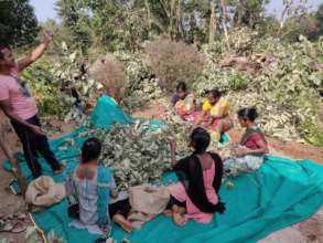 Fruit collection involving locals