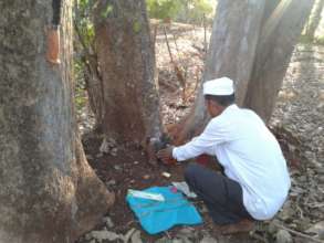 Tree worship as conservation practice