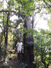 Giant tree- Heterophragma quadrilolculare