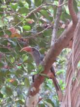 Malabar grey hornbill-forest farmer