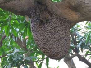 Honey comb-indicators of forest health