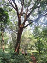 Habitat protection-co-benefit of tree conservation