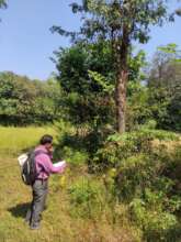 Pterocarpus marsupium field survey-3