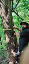 Pterocarpus marsupium field survey-2
