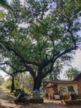 Giant Alexadrian laurel