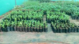 Building the next line of shoreline guardians