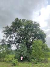 New custodians of Giant trees in Western Ghats 3