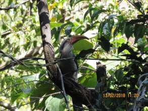 Malabar grey hornbill-seed dispersal agent01