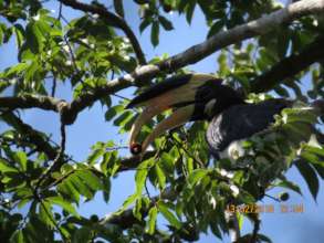 Malabar pied-seed dispersal agent02