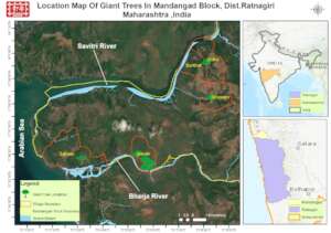 Location of giant trees-stabilizers of ecosystem