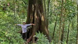 Welcoming new Giant tree to the family