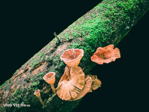 Old growth trees support fungi diversity