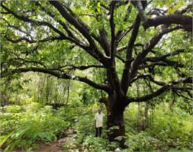 New custodians of Giant trees in Western Ghats 2