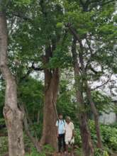 Custodians of Giant trees -1