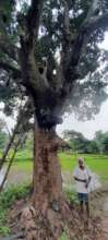 Custodians of Giant trees -2