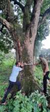 Survey of Giant trees in Deori