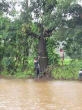 Role of giant trees in protection from floods