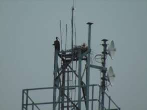Red naped ibis nesting on cell phone tower