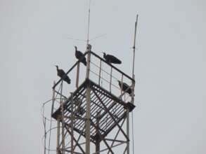 Red naped ibis-roosting on cell phone tower