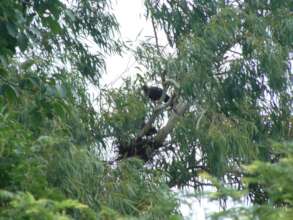 Healthy red naped ibis colony on giant tree