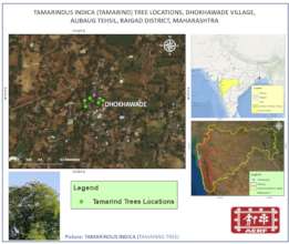 Locations of Tamarind trees in Dhokawade