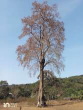 Giant tree in Tamane