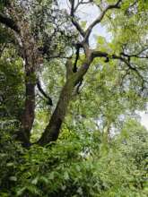 Giant tree-very critical habitat for smaller taxa