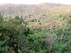 Tetrameles -beloved home of honeybees