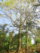 Tetrameles -beloved home of honeybees