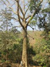 Mandangad giant tree conservation
